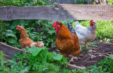 An orange-red rooster with two hens are looking for food in the garden on a sunny summer day. Lots of fresh green grass, leaves and wild flowers around. Village scene with poultry near the house.