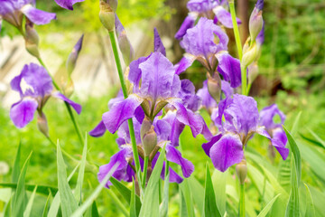 purple irises flowers. close-up of an iris flower on a blurry green natural background
