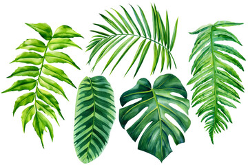 tropical leaves botanical watercolor, green palm leaf hand drawing, exotic plants
