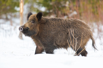 Wall Mural - wild boar, sus scrofa, walking on white pasture in winter from side. brown snout moving on snow in w