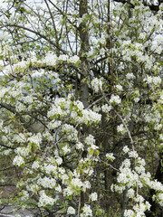 Poster - Poirier sauvage ou pyrus pyraster garni d'une multitude de petites fleurs blanches sur rameaux épineux à écorce sombre et écailleuse