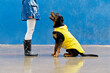 Low angle view of woman and dog with yellow raincoat. Horizontal view of woman training rottweiler under the rain isolated on blue background. People and animals concept.