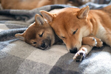 Japanese Shiba Inu Dogs Sleep Together. Mom With Puppy Son. 