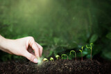 Fototapeta  - wzrost roślin, inwestycja i rozwój na przykładzie sadzonek roślinnych i wykresów