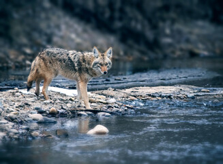 Wall Mural - beautiful photo of a wild coyote out in nature