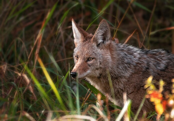Wall Mural - beautiful photo of a wild coyote out in nature