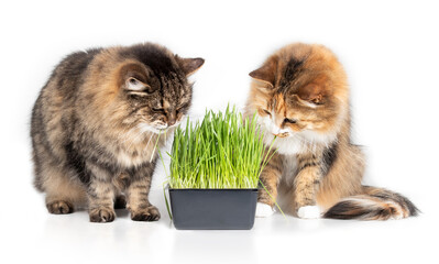 Two cats with cat grass, isolated. Senior tabby cat and calico cat sitting next to the fresh green cat grass while eating, chewing, grazing, nibbling or enjoying it. White background. Selective focus.