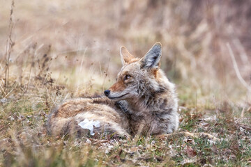 Wall Mural - beautiful photo of a wild coyote out in nature with trash on its tail