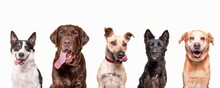 Studio Shot Of A Group Of Various Dogs On An Isolated Background