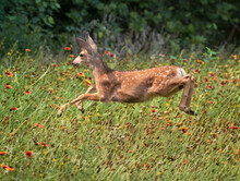 Fawn Running Through A Meadow Of Wildflowers