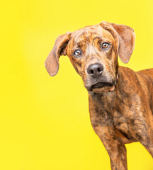 Wall Mural - studio shot of a cute dog on an isolated background