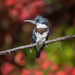 Wall Mural - Belted kingfisher in a tree