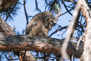 great horned owl out in nature