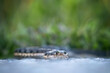 garter snake in a natural environment