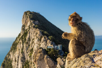 Young Barbery Ape sitting on a rock with the Rock of Gibraltar against the seascape