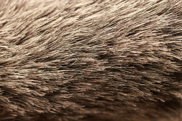 Closeup of brown hair of an animal fur