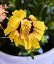 Closeup Shot Of A Yellow Cape Marguerite, With One Petal Covering The Pistil