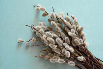 bouquet of willow twigs on a blue background