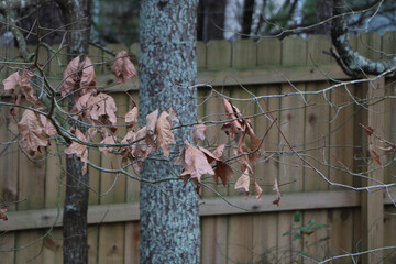 Branches with dry autumnal leaves