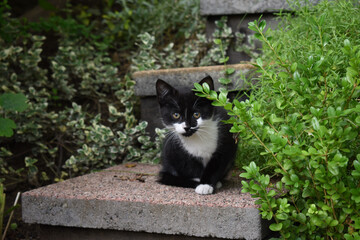 Poster - Photo of a tuxedo kitten sitting on a step of a stairs outdoors and looking at the camera