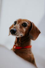 Vertical Shot Of An Adorable Dachshund Looking Upfront