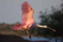 Photo Of A Roseate Spoonbill Flying, Myakka River State Park, Florida