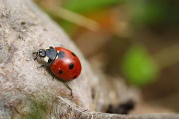 Sticker - coccinelle