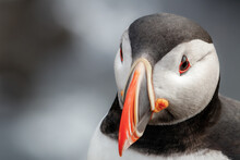 Portrait of an Atlantic puffin during daytime with blurred gray background