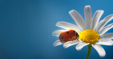 Red Ladybug On Camomile Flower, Ladybird Creeps On Stem Of Plant In Spring In Garden In Summer