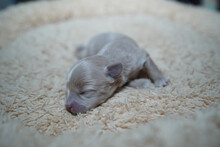 Closeup Of A Cute Newborn Baby Dog