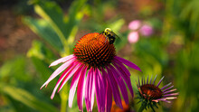 Closeup Shot Of A Bee Pollinating A Pink Coneflower