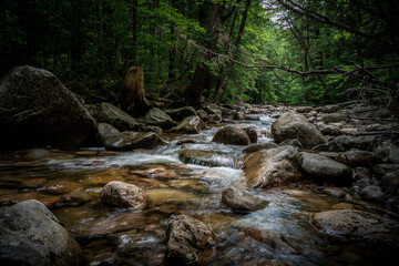 stream in the forest