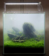 Cloudy water, bacterial bloom. Small cubic aquascaped aquarium with live plants, rocks and plant carpet by hemianthus callitrichoides Cuba. 