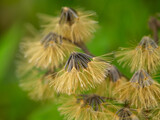 Fototapeta Dmuchawce - Close up seeds and dry flower of Bitter bush, Christmas bush, Devil weed or Camfhur grass on blur background.