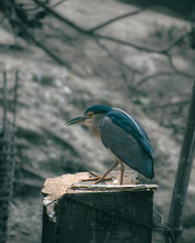 Vertical Shot Of A Black-crowned Night Heron (Nycticorax Nycticorax) Perched On A Wooden Box
