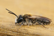 Closeup on a male Early mining bee, Andrena praecox sitting on a piece of wood