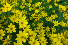 Beautiful View Of Yellow Coreopsis Flowers In A Garden