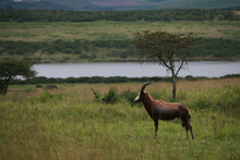 Brown Blesbok Antelope In The Wilderness