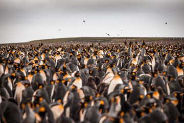 Sticker - Aerial view of a large group of emperor penguins on the Kerguelen Islands