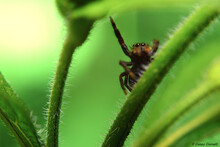 Closeup Of A Cute Small Jumping Spider Walking On Fuzzy Green Plants With A Blurry Background