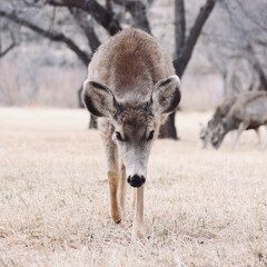 Poster - Vertical shot of a mule deer (Odocoileus hemionus) looking at the camera