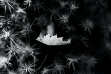 Greyscale Closeup Shot Of A Leaf Fallen On The Thorns