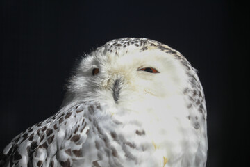 Wall Mural - Beautiful portrait of snowy owl in bright sunlight with blurred black background