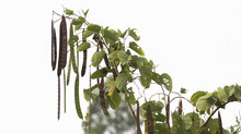 Closeup Of Hanging Pods On Tree Branch Against A White Sky Background