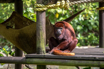 Colombian red howler monkey sitting on a wooden board in its enclosure at the zoo in bright sunlight