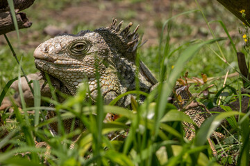 Wall Mural - Shallow focus shot of a green iguana basking on the ground among green grass with blurred background