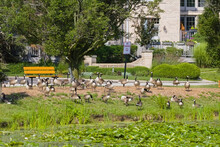 Flock Of Canadian Geese In A Park On A Lake Shore