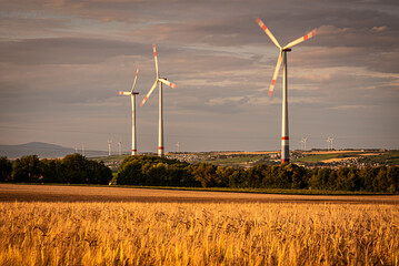 Wall Mural - Wheat field with wind turbines in Rhine-Hessen, Germany