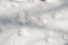 Dog Trace On Snow