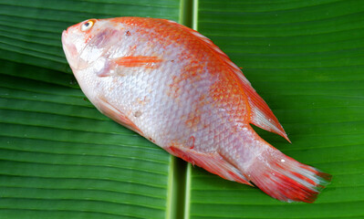 Sticker - Panoramic shot of  fresh raw Tilapia on banana leaf background